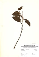 藏品(小花鼠刺)的圖片